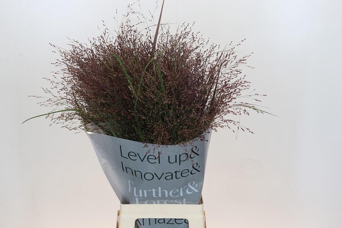 <h4>Panicum Warrior</h4>