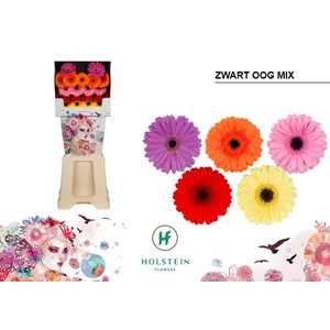 GE MI MINI ZWART OOG OP RIJ Diamond x80