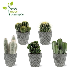 CACTUS OV