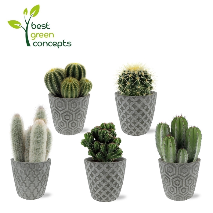 <h4>CACTUS OV</h4>