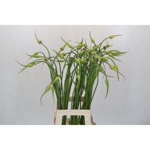 Allium Sativum Ophioscorodon