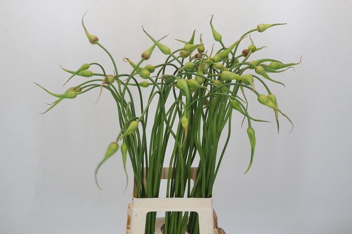 <h4>Allium Sativum Ophioscorodon</h4>