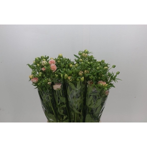 Ranunculus Magical Mascarpone