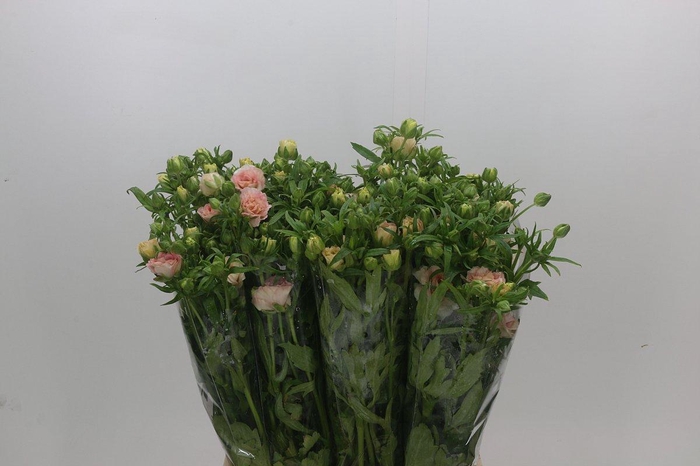 <h4>Ranunculus Magical Mascarpone</h4>