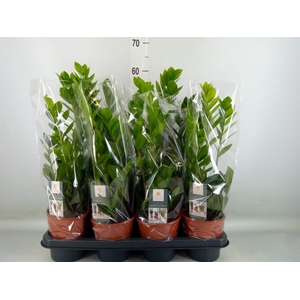 Zamioculcas zamiifolia