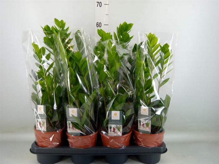 <h4>Zamioculcas zamiifolia</h4>