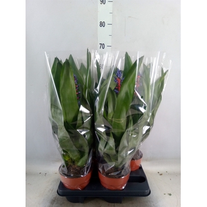 Aechmea   ...mix