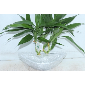 BAMBOO BARCA