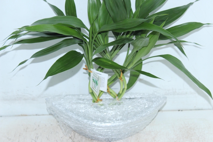 <h4>BAMBOO BARCA</h4>