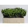 Hypericum Lucky Romance