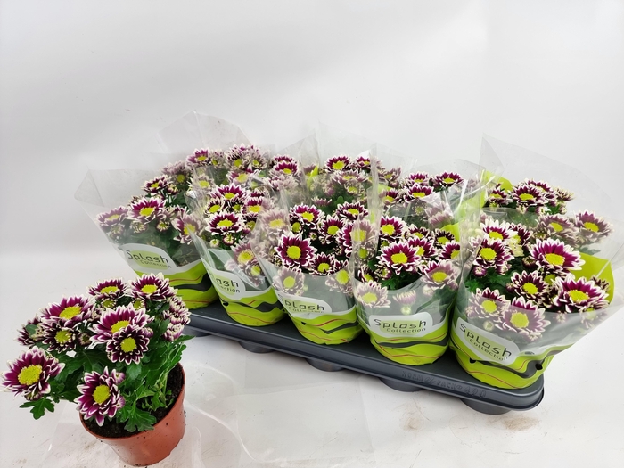 <h4>CHRYS SPLASH ROCKER</h4>