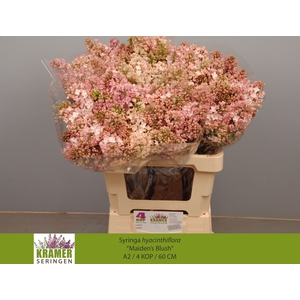 SYR HY MAIDENS BLUSH