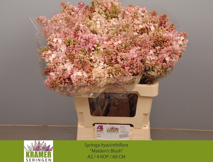 <h4>SYR HY MAIDENS BLUSH</h4>