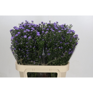 ASTER UNIV. 'CASSANDRA'