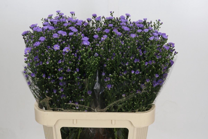 <h4>ASTER UNIV. 'CASSANDRA'</h4>