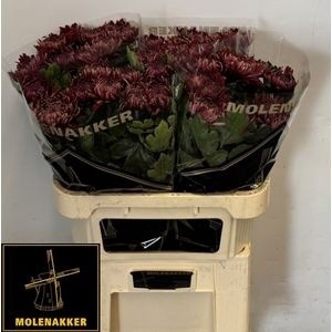 <h4>CHR G REGALM ROOD</h4>