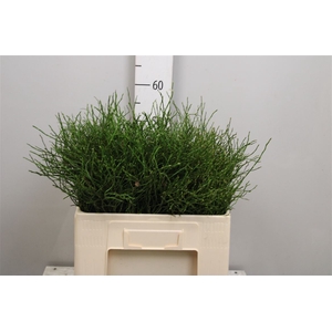 Vacc Myrtillus