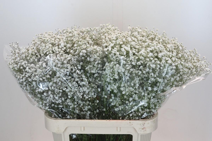 <h4>Gyps Xlence 1000 gr</h4>