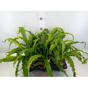 Asplenium antiquum 'Osaka'