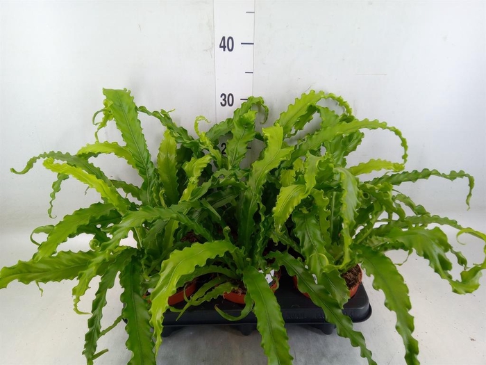 <h4>Asplenium antiquum 'Osaka'</h4>