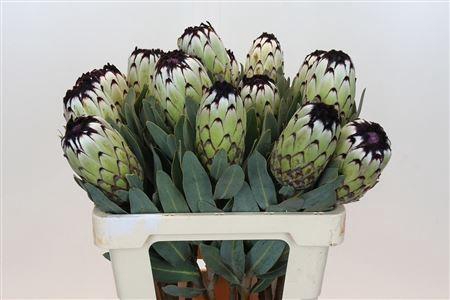 <h4>PROTEA MAG NIOBE</h4>
