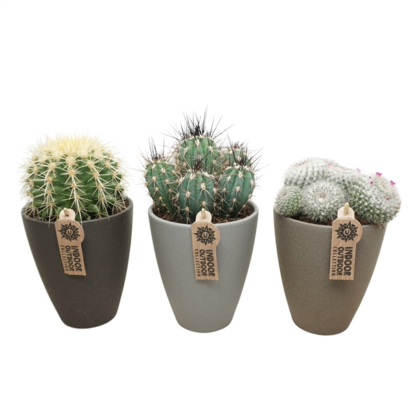 <h4>Cactus mix in 13 cm hoge vaaspot (3 assorti)</h4>
