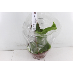 PLATYCERIUM GRANDE C21