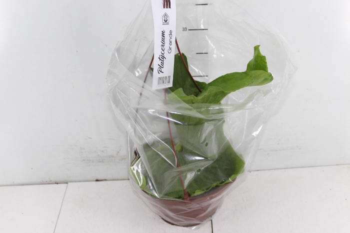 PLATYCERIUM GRANDE C21