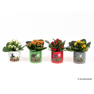 KALANCHOE BLOSSF p6 E 2956