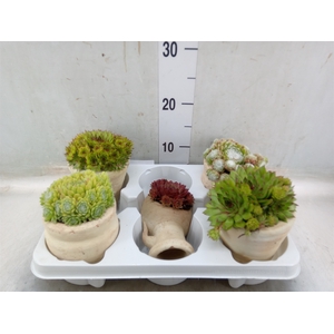 Sempervivum   ...mix