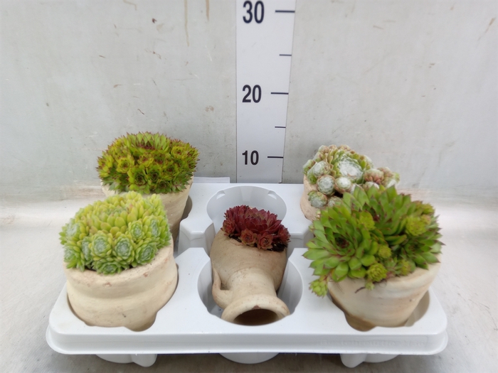 <h4>Sempervivum   ...mix</h4>