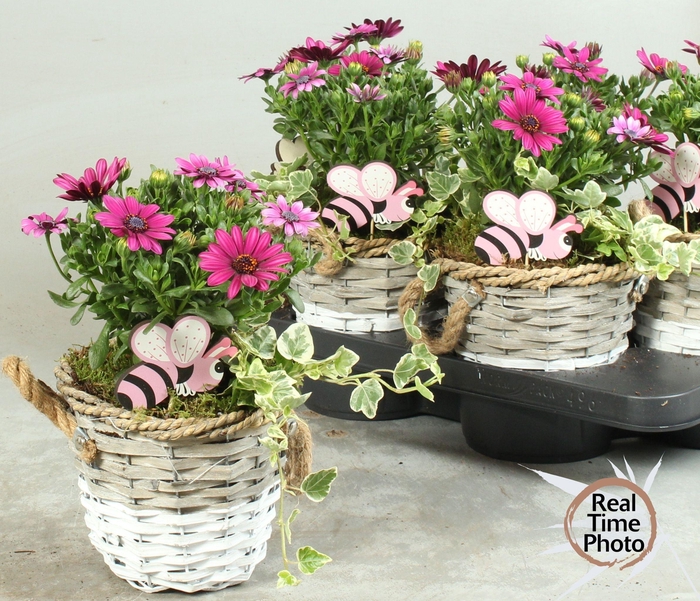 <h4>ARR TUINPLANTEN</h4>