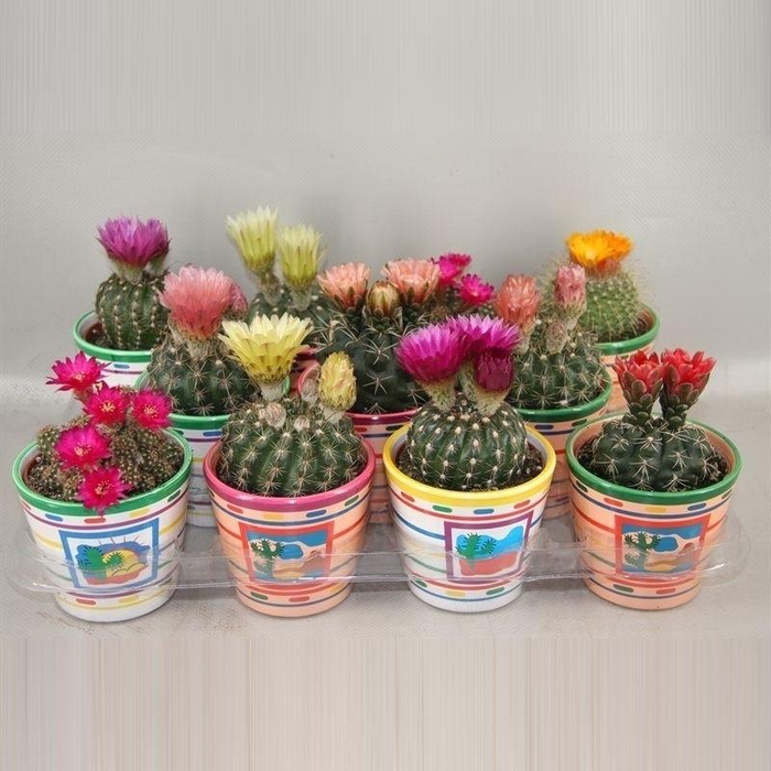 <h4>CACTUS BLOEIEND GEM</h4>