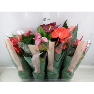 Anthurium   ...mix