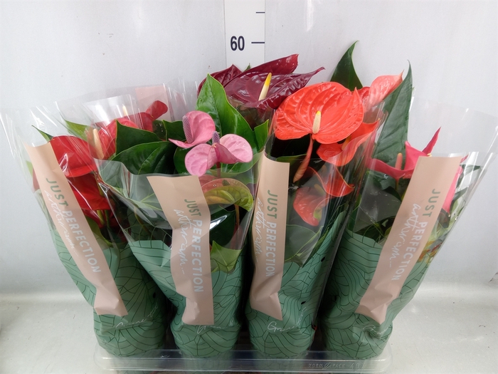 Anthurium   ...mix