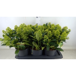 Skimmia jap. 'Finchy'