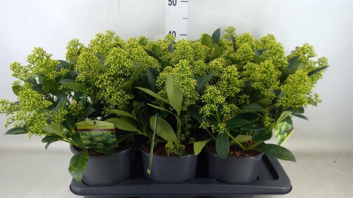 <h4>Skimmia jap. 'Finchy'</h4>