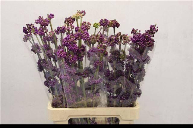 <h4>CALLICARPA GIRALDII</h4>