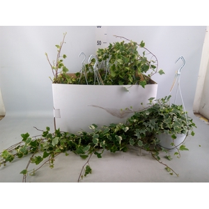 Hedera helix 'Eva'