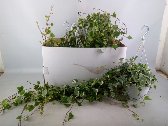 <h4>Hedera helix 'Eva'</h4>