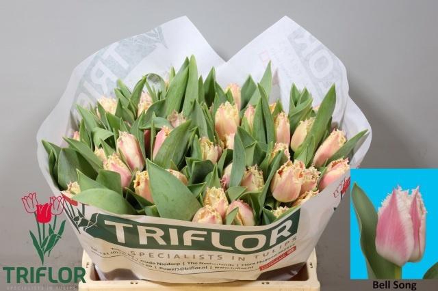 <h4>TU FR BELL SONG</h4>