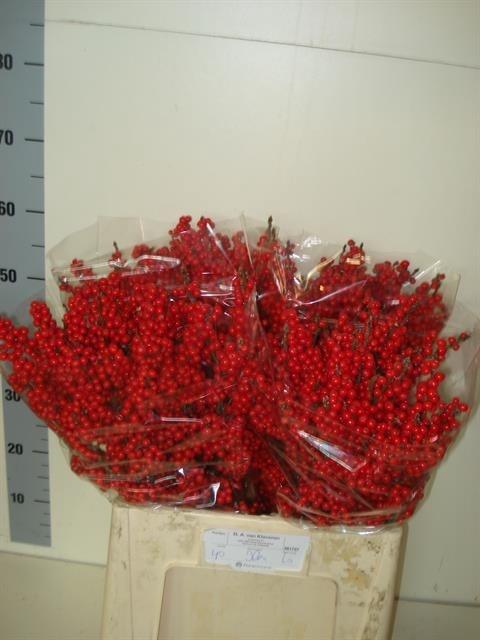 <h4>ILEX VE RODE BES</h4>