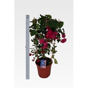 BOUGAINV DANIA