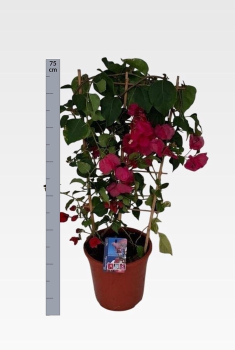 <h4>BOUGAINV DANIA</h4>