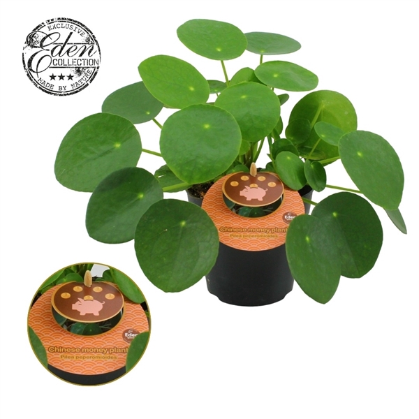 <h4>Pilea Peperomioides 12cm Engels etiket</h4>