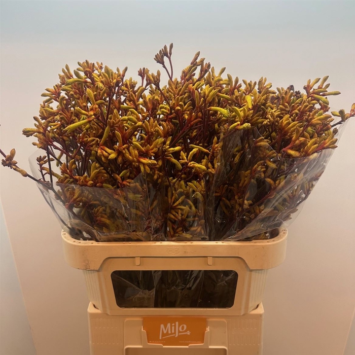 <h4>Anigoz Gold Fever</h4>