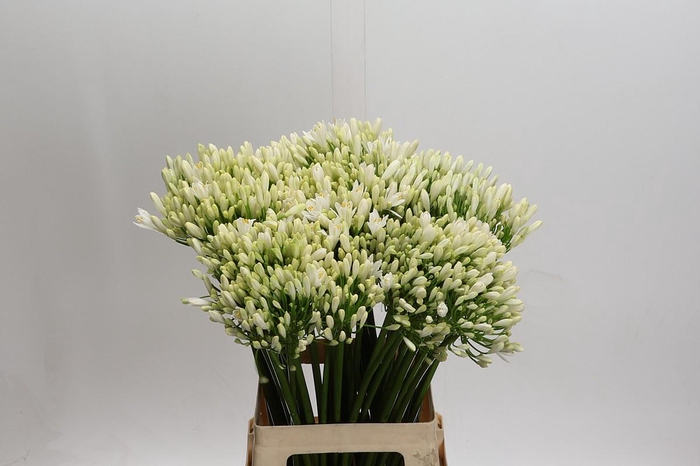 <h4>Agapanthus Gletsjer</h4>