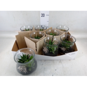 Arr.   Kamerplant Groen L%