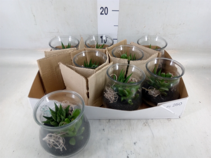 <h4>Arr.   Kamerplant Groen L%</h4>
