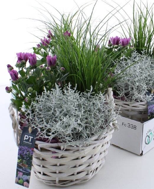 <h4>ARR TUINPLANTEN</h4>